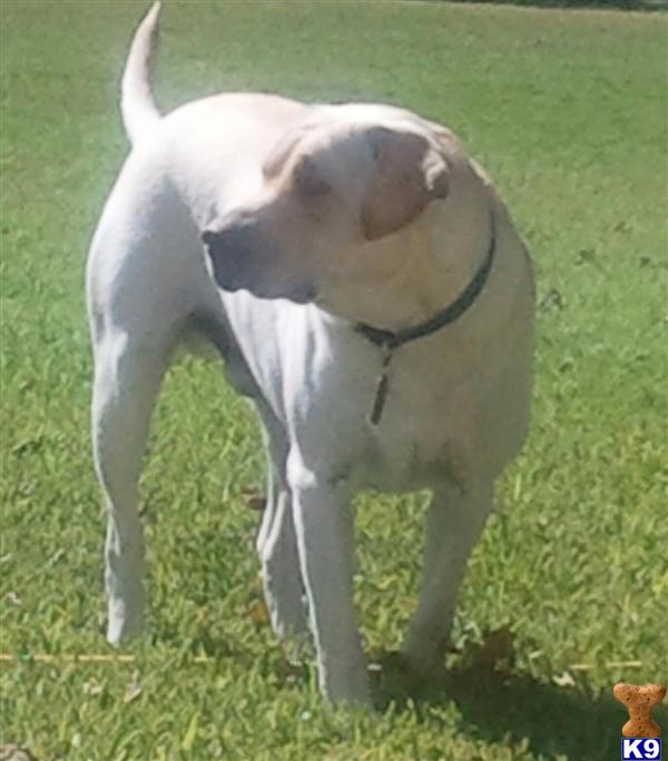 Stud Dogs - Labrador Retriever